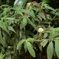 Hedyotis thwaitesii Hook.f.